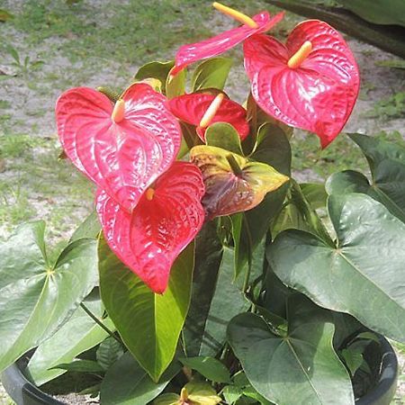 Pousada Cair Do Sol Ilha do Mel Ngoại thất bức ảnh