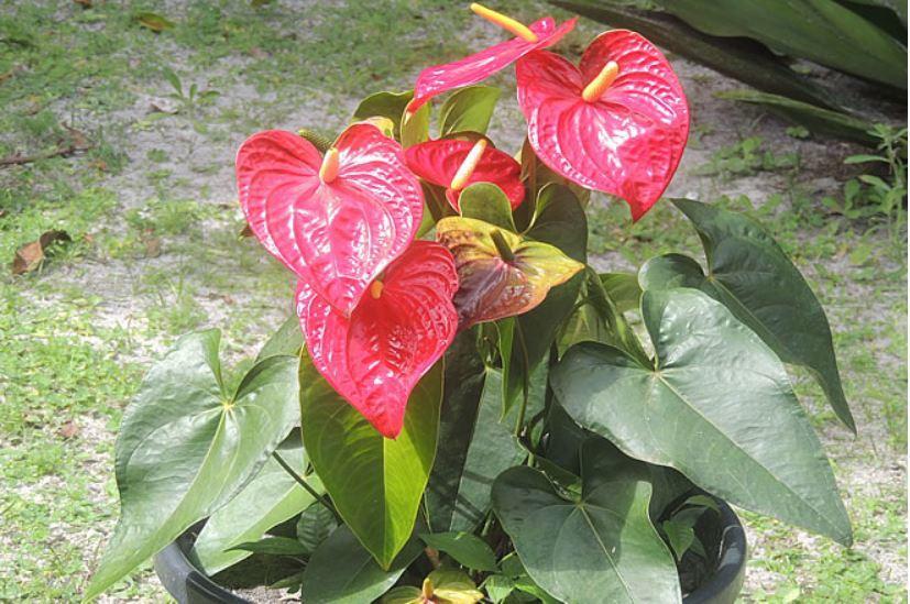 Pousada Cair Do Sol Ilha do Mel Ngoại thất bức ảnh